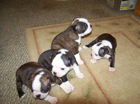 Maybe you would like to learn more about one of these? Boston Terrier Puppies Craigslist | PETSIDI