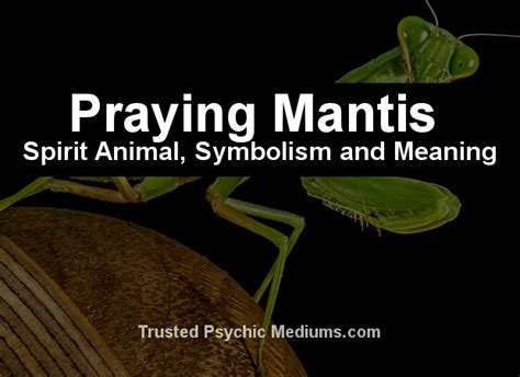 The Praying Mantis Spirit Animal A Complete Guide