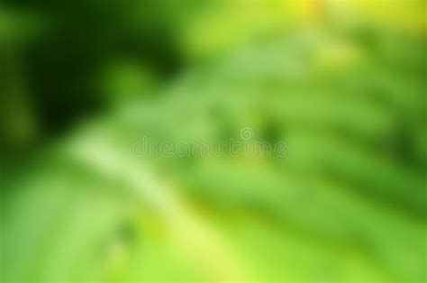 Green Leaf Blur Stock Photo Image Of Design Defocused 46592980