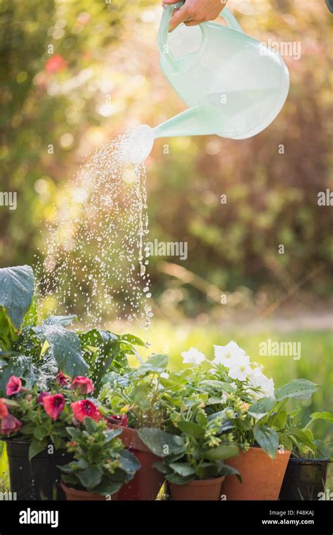 Watering Can Pouring Water Over Flowers Stock Photo Alamy