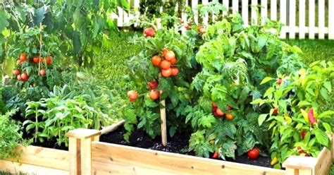 How A Fruit And Vegetable Garden Be Made Beautiful With These Cool