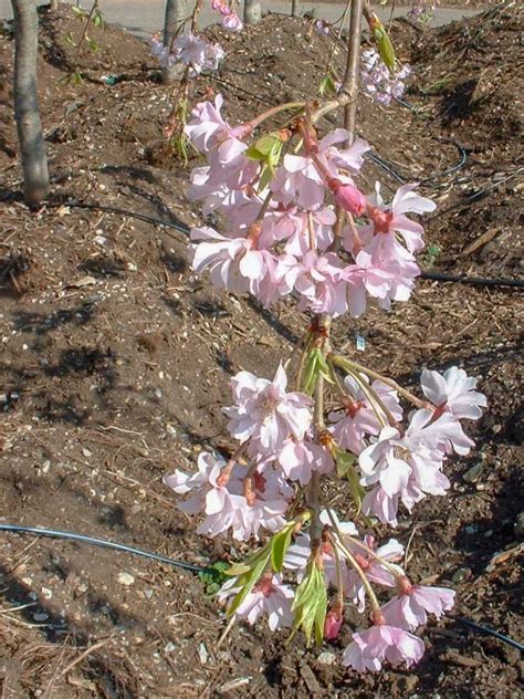 Cherry Pink Snow Showers Tree Top Nursery And Landscape Inc