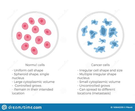 Cell Structure Normal And Cancer Stock Vector Illustration Of
