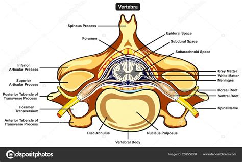 Human skin diagram easily step by step for beginners. Human body labeled | Labeled Vertebra Cross Section Human Body Anatomy Infographic Diagram ...