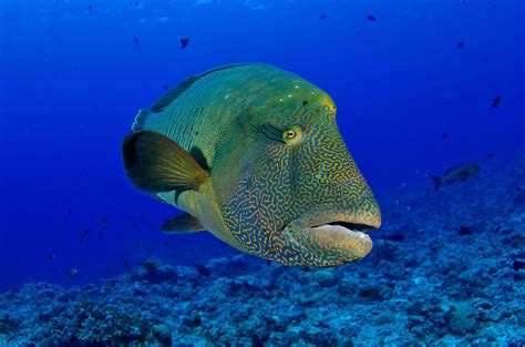 Why The Humphead Wrasse Is Endangered And What We Can Do About It