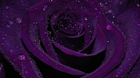 8k 4k hd wallpaper 8k wallpaper ultra hd hd super amoled ultra hd 4k 4k wallpaper amoled space 4k. Purple Rose Wallpapers Images Photos Pictures Backgrounds