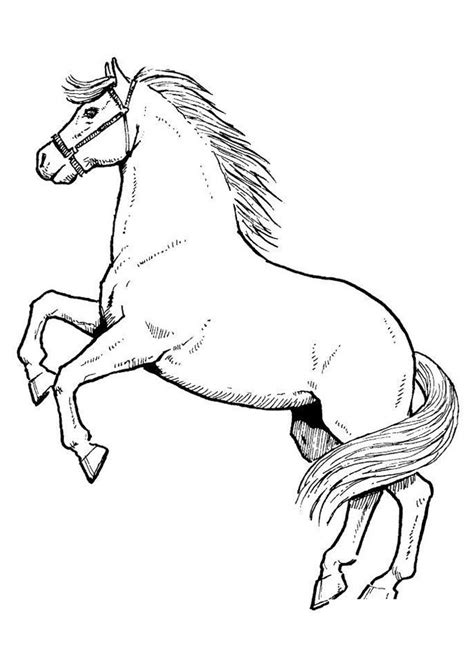 Aprender Sobre Imagem Desenhos De Cavalos Para Copiar Br Thptnganamst Edu Vn
