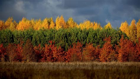 Online Crop Yellow Green And Red Leafed Trees Lot Nature Trees