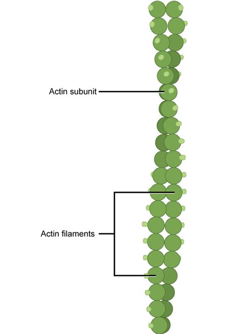 Microfilaments Biology For Majors I