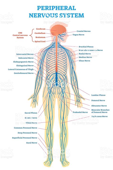 Sistema Nervioso Apunte Dibujo Del Sistema Nervioso Sistema Nervioso