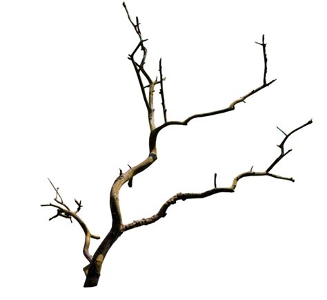 Branch Tree Clip Art Branch Png Download Free Transparent Branch Png Download