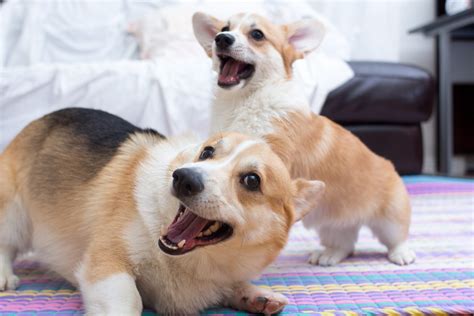 26 Of The Cutest Corgi Pictures Readers Digest