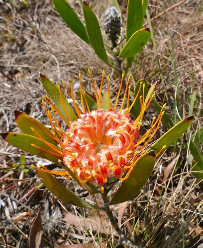 Dwarf Pincushion Leucospermum Gerrardii Flower Malolotja Flickr