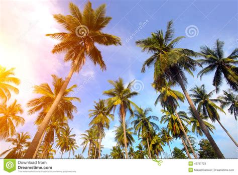 Palm Tree At Sunset Cartoon Vector