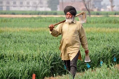 Crop Registration In Haryana The Tribune India