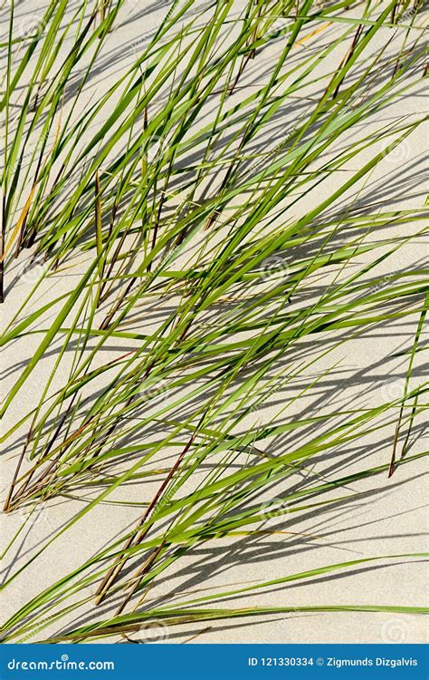Seaside Sand With Green Grass Stock Photo Image Of Dune Sand 121330334