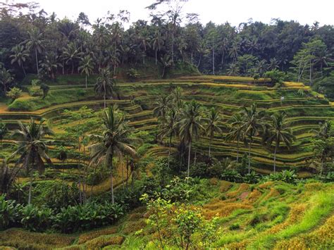 Tegalalang Rice Terrace In Ubud Bali The Traveler Abroad