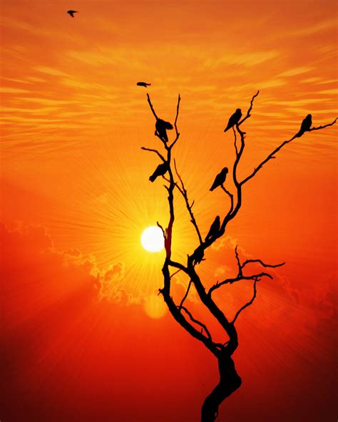 Free Images Landscape Nature Branch Silhouette Bird Sky Sun