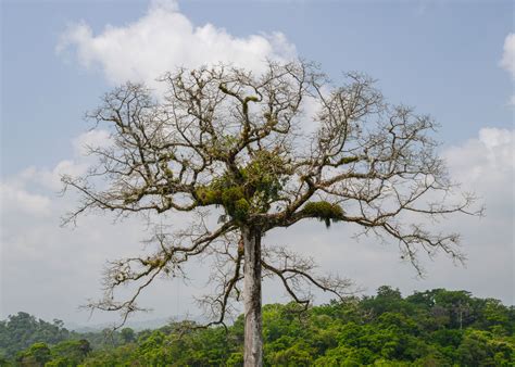 Why Is Ceiba So Important In Our Country And The Americas Flaar