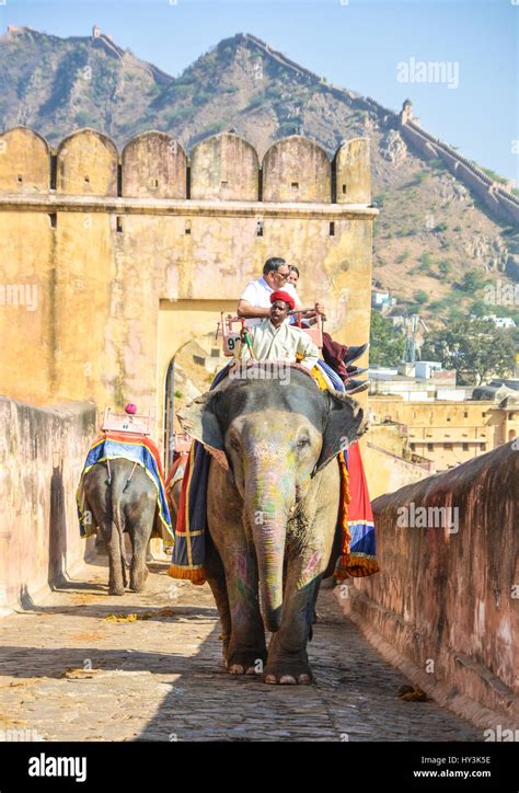 Elephant Ride On The Cobbled Pathway At Amer Amber Fort Jaipur India