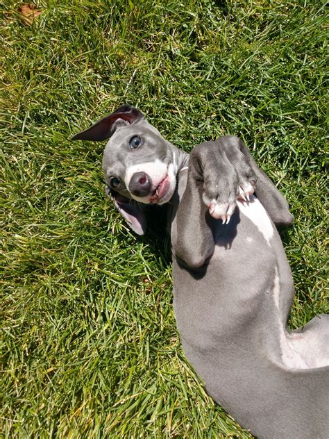 Italian Greyhound Puppies For Sale Casper Wy 334977