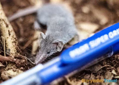14 Etruscan Shrew Facts Worlds Smallest Mammal Non Flying