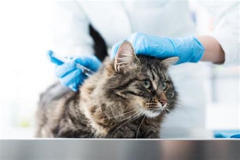 Can You Bathe A Cat After Vaccination