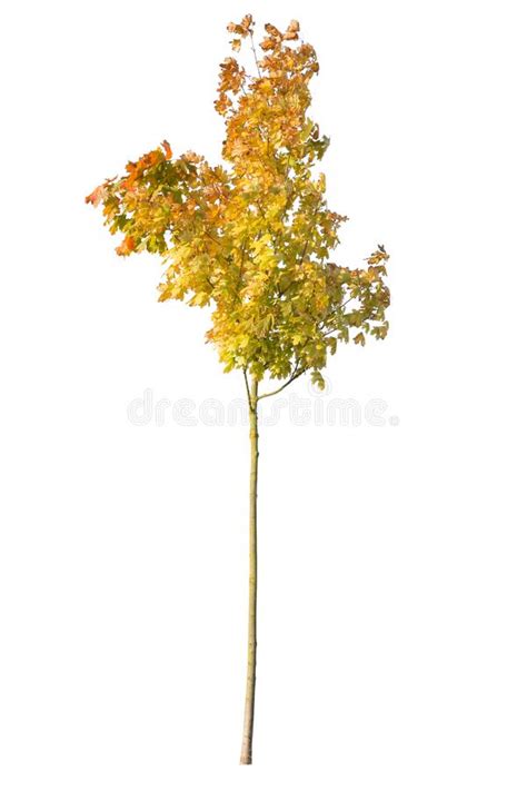 Cut Out Yellow Leafed Tree Isolated On White Background Stock Photo