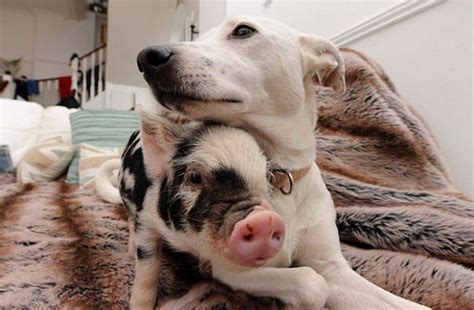15 Pigs Who Wish They Were Dogs The Barkpost