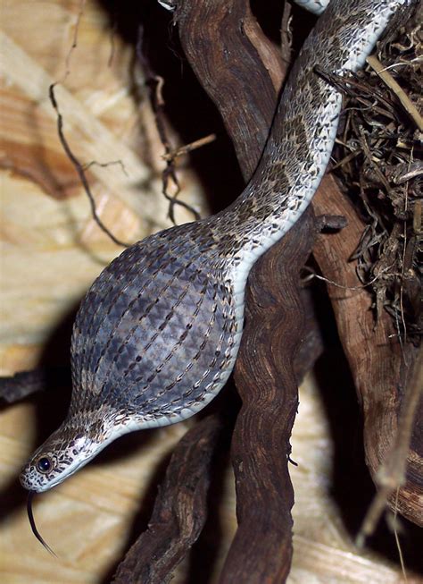 They feature a variety of color patterns which can make it hard to. Snake Swallows Egg, Regurgitates Eggshell