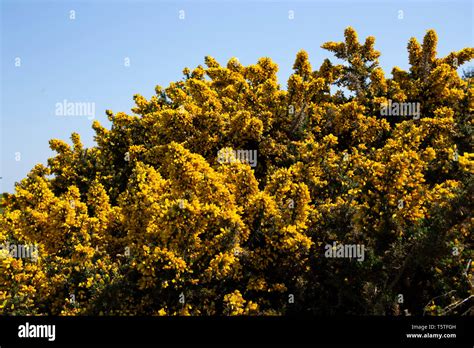 Gorse Bush Against Blue Sky Stock Photo Alamy