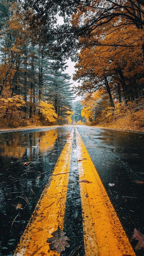 Autumn Road Rainfall Trees Iphone Wallpaper Iphone Wallpapers