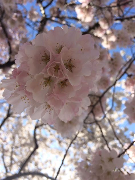Cherry Blossoms Cherry Blossom Blossom Bloom