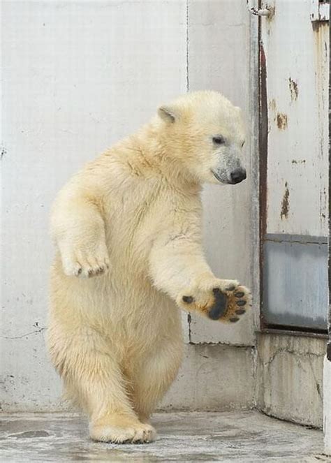 Funny Dance Of A Polar Bear 4 Pics