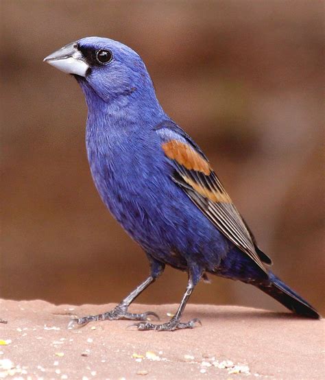 Arizona Wild Bird Photos Unique Rare Bird