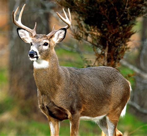 Deer hunters, be sure downed animal was healthy before eating venison