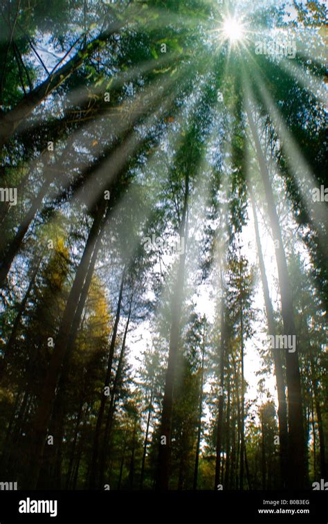 Shafts Of Sunlight Through Tall Pine Trees Stock Photo Alamy