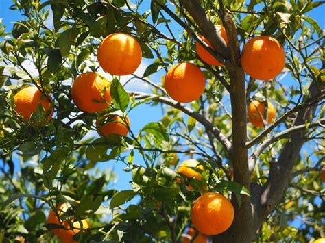4608x3456 Oranges Fruit Orange Tree Citrus Wallpaper