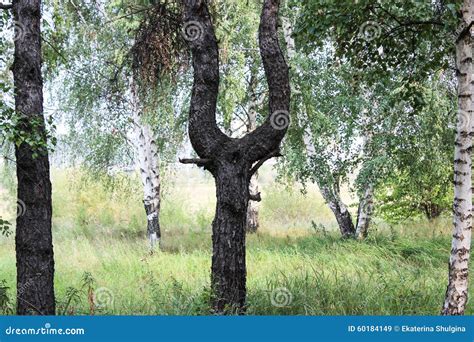 Unusual Bifurcation Of A Trunk Stock Image Image Of Coniferous Color