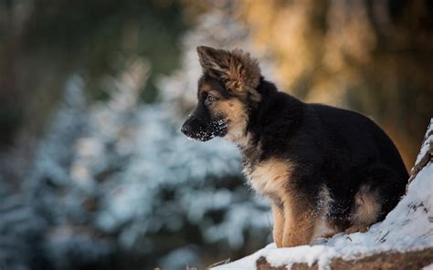 Download Wallpapers German Shepherd Puppy Winter Dogs Pets Cute