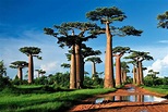 Madagascar, la gran isla del Índico