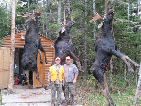 Maine Moose Hunting Maine Moose Guides Maine Moose Hunting Outfitters
