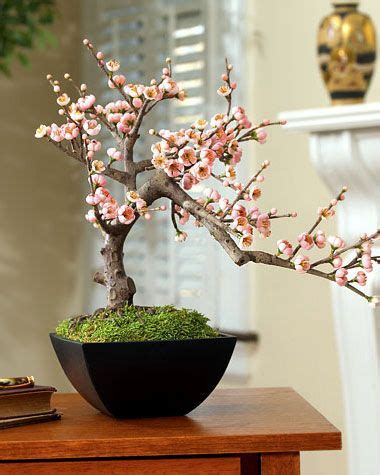 From early spring to late summer, place your bonsai somewhere it can receive full sunlight in the morning and afternoon. Cherry Bonsai Tree ~ Beauty in simplicity, drama in ...