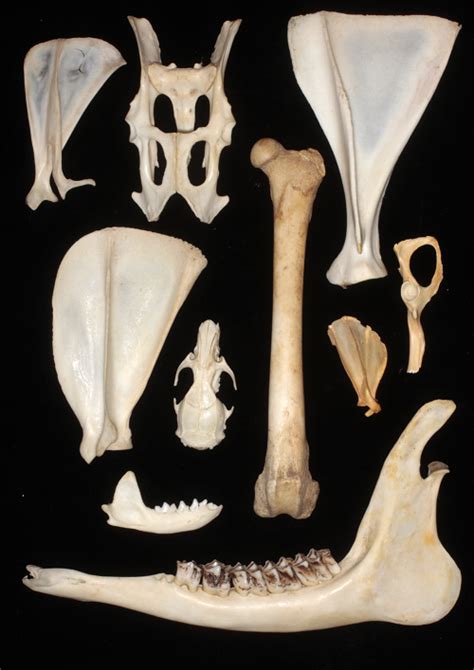 Mammal Bone Anatomy