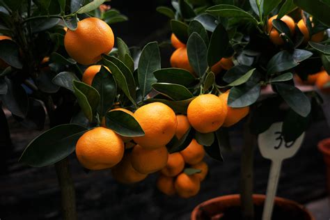 Free Images Food Fresh Fruits Nature Oranges Plants 6000x4000