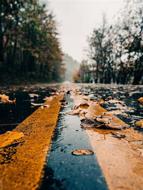2k Free Download Road Marking Leaves Autumn Wet Hd Phone