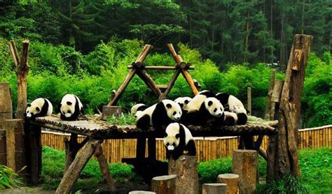 Panda Pictures Photos And Photography At Wolong Panda Reserve