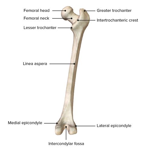 Proximal Femur Anatomy