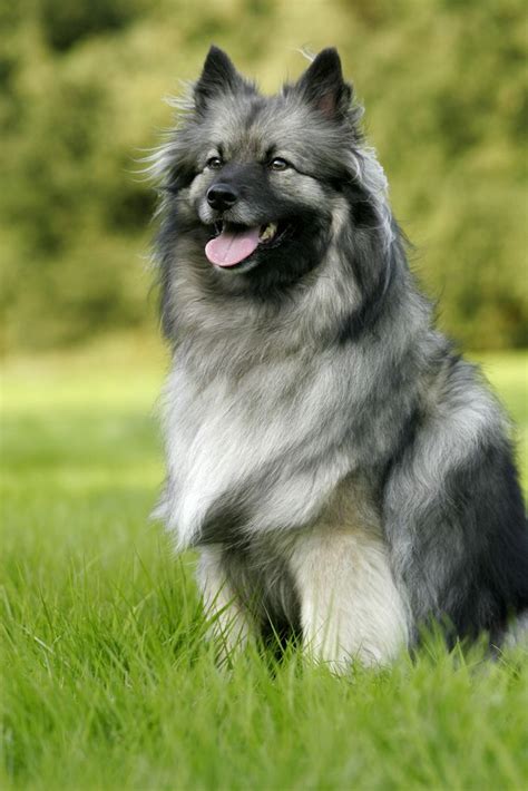 261 Best Keeshond Images On Pinterest Animaux Doggies And Dogs