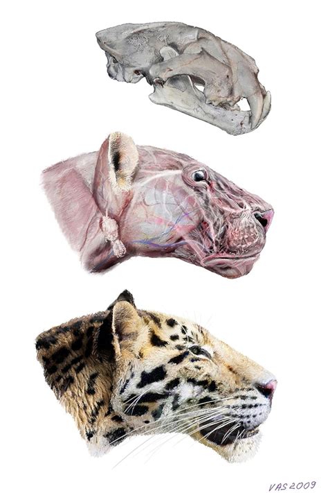 Evolution Of Tiger